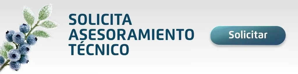 Bioestimulación en arándano frente al estrés: cómo sostener la continuidad productiva